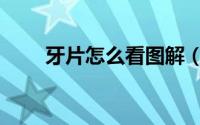 牙片怎么看图解（牙片怎么看图解）