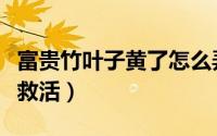 富贵竹叶子黄了怎么弄（富贵竹叶子黄了怎样救活）