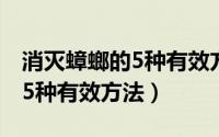 消灭蟑螂的5种有效方法有哪些（消灭蟑螂的5种有效方法）