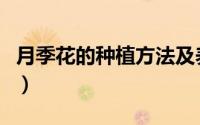 月季花的种植方法及养护（月季花的种植方法）