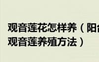观音莲花怎样养（阳台花园[26]观音莲怎么养观音莲养殖方法）