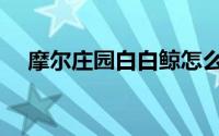 摩尔庄园白白鲸怎么钓（白白鲸怎么钓）