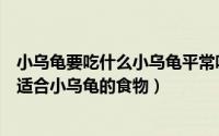 小乌龟要吃什么小乌龟平常吃什么（小乌龟都吃什么有哪些适合小乌龟的食物）