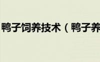 鸭子饲养技术（鸭子养殖技术 鸭子养殖方法）