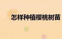 怎样种植樱桃树苗（怎样种植樱桃树）