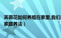 芙蓉花如何养殖在家里,我们应注意哪些条件（芙蓉花怎么养家庭养法）