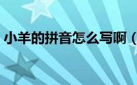 小羊的拼音怎么写啊（小羊的拼音怎么拼写）
