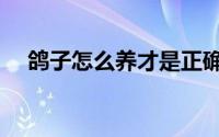 鸽子怎么养才是正确方法（鸽子怎么养）
