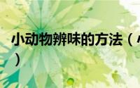 小动物辨味的方法（小动物辨味的方法有哪些）