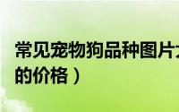 常见宠物狗品种图片大全及名字（常见宠物狗的价格）