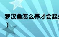 罗汉鱼怎么养才会起头（罗汉鱼怎么养起头快）