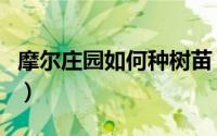 摩尔庄园如何种树苗（摩尔庄园如何种胡萝卜）