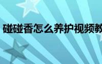 碰碰香怎么养护视频教程（碰碰香怎么养护）