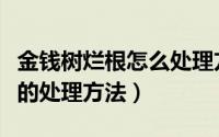 金钱树烂根怎么处理方法（金钱树烂根最简单的处理方法）