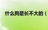 什么狗是长不大的（什么狗是长不大的?）