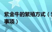 紫金牛的繁殖方式（紫金牛的养殖方法和注意事项）