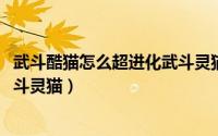 武斗酷猫怎么超进化武斗灵猫2022（武斗酷猫怎么超进化武斗灵猫）