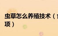 虫草怎么养殖技术（食虫草养殖方法和注意事项）