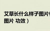 艾草长什么样子图片有几种（艾草长什么样子图片 功效）