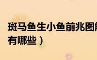 斑马鱼生小鱼前兆图解（斑马鱼生小鱼的过程有哪些）