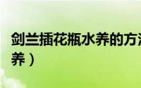 剑兰插花瓶水养的方法（剑兰插花瓶水养怎么养）