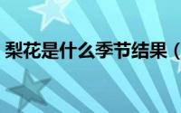 梨花是什么季节结果（梨花是什么季节开的）