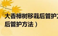 大香樟树移栽后管护方法图片（大香樟树移栽后管护方法）