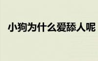 小狗为什么爱舔人呢（小狗为什么爱舔人）
