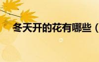 冬天开的花有哪些（冬天开的花有哪些）