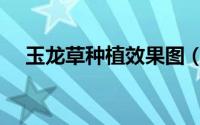 玉龙草种植效果图（玉龙草种植及养护）