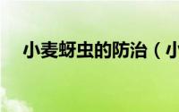 小麦蚜虫的防治（小麦蚜虫的防治方法）