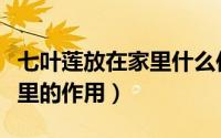 七叶莲放在家里什么位置最好（七叶莲放在家里的作用）