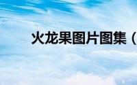火龙果图片图集（火龙果图片设计）
