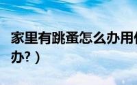 家里有跳蚤怎么办用什么药（家里有跳蚤怎么办?）