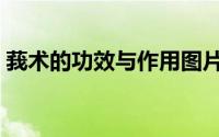 莪术的功效与作用图片（莪术的功效与作用）