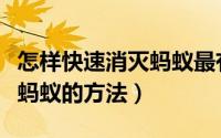 怎样快速消灭蚂蚁最有效（最高效最彻底消灭蚂蚁的方法）