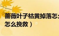 蔷薇叶子枯黄掉落怎么办（蔷薇叶子发黄脱落怎么挽救）