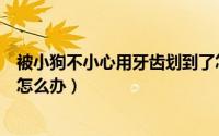 被小狗不小心用牙齿划到了怎么办（不小心被狗狗牙齿划到怎么办）