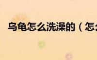 乌龟怎么洗澡的（怎么样给乌龟陆龟洗澡）