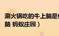 涮火锅吃的牛上脑是什么（涮火锅时吃的牛上脑 蚂蚁庄园）