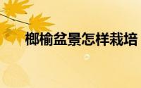 榔榆盆景怎样栽培（榔榆盆景怎么养）