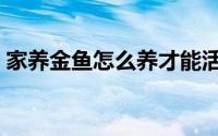 家养金鱼怎么养才能活（如何养活养好金鱼）