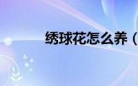 绣球花怎么养（绣球花怎么养）