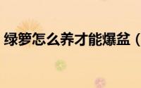 绿箩怎么养才能爆盆（绿箩怎么养才不会死）