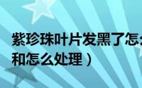 紫珍珠叶片发黑了怎么办（紫珍珠黄叶的原因和怎么处理）