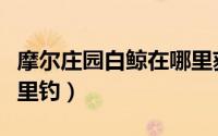 摩尔庄园白鲸在哪里获得（摩尔庄园白鲸在哪里钓）