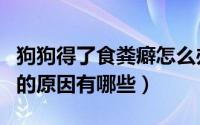 狗狗得了食粪癖怎么办（狗狗出现食粪症行为的原因有哪些）