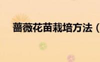 蔷薇花苗栽培方法（蔷薇花苗栽培方法）