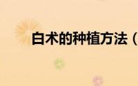 白术的种植方法（白术的种植方法）