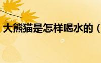 大熊猫是怎样喝水的（大熊猫是怎样生活的）